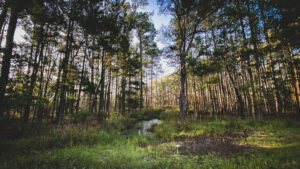 OUTDOORS NOTEBOOK: Traveling opens our eyes and makes us better hunters